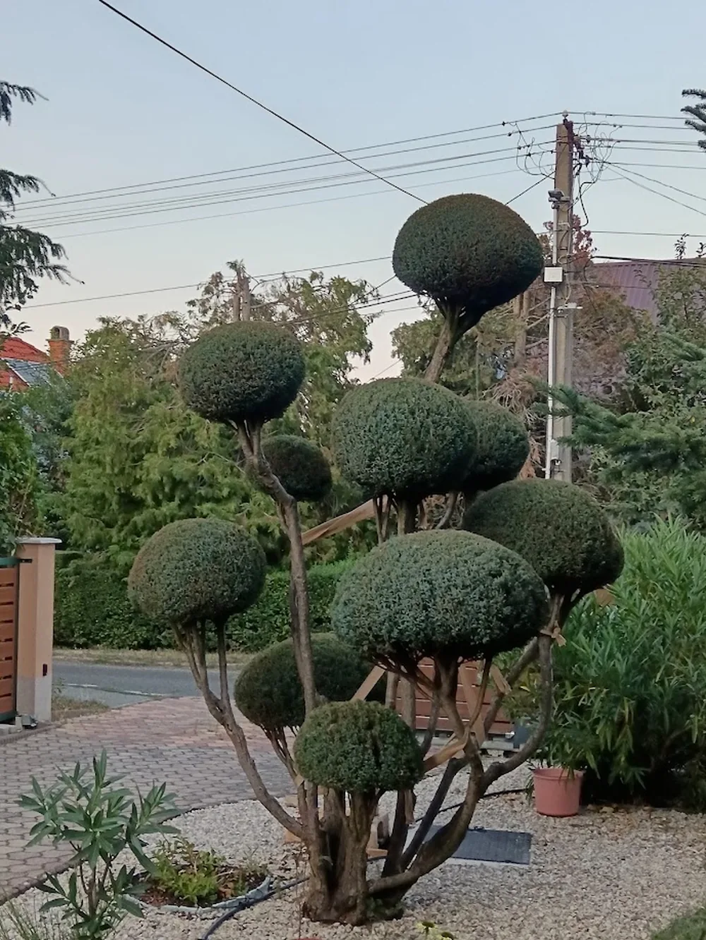 A kész forma